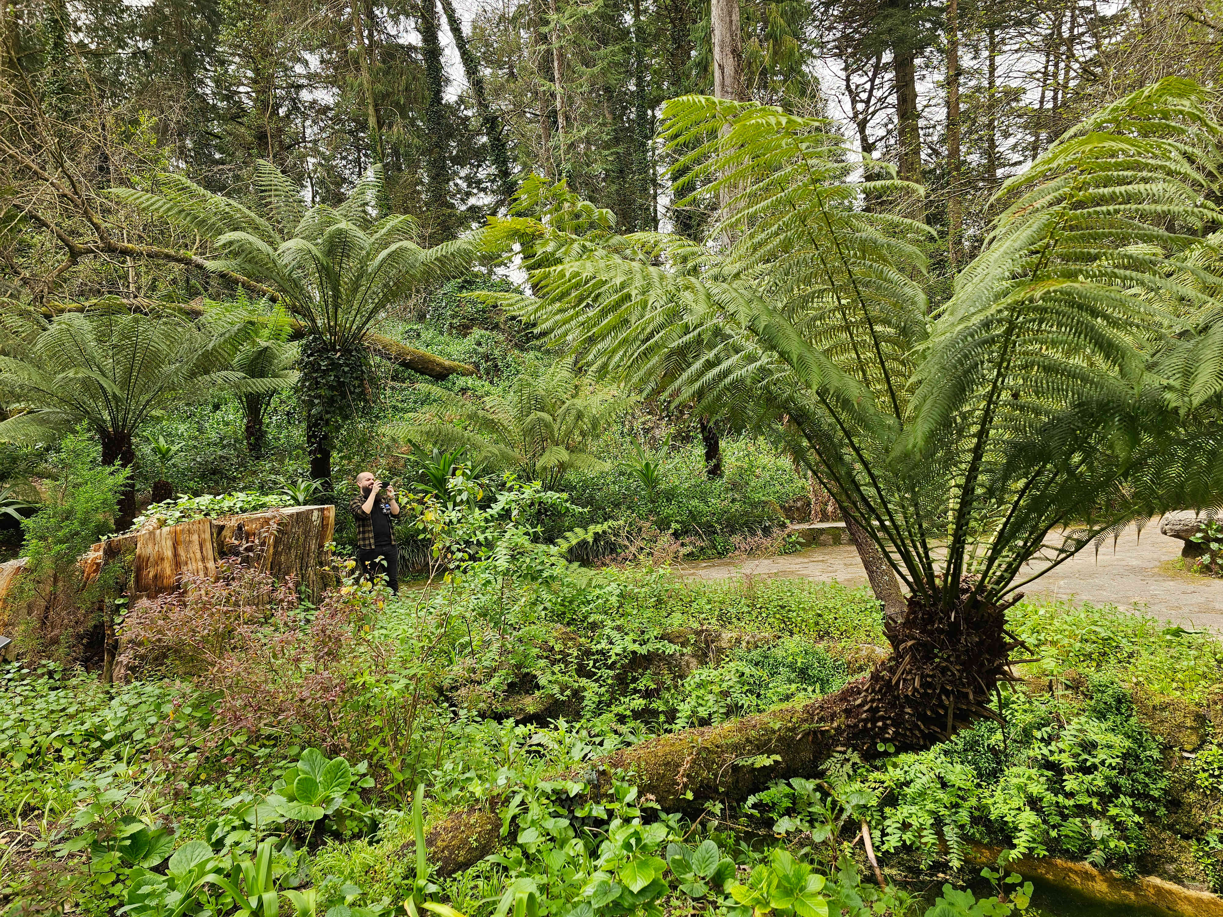 Pena